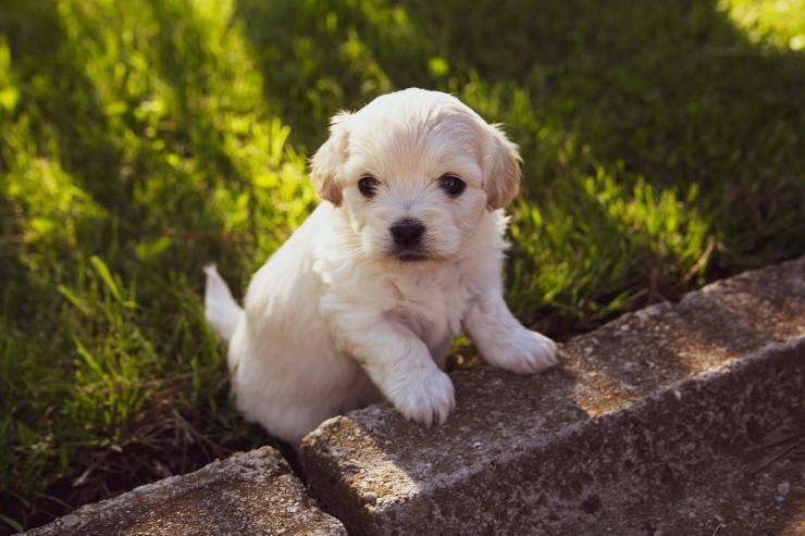 Cucciolo