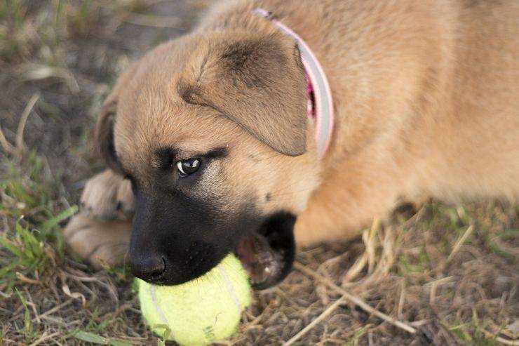 Fido gioca con la pallina