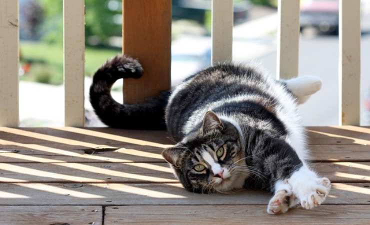razze di gatti più tranquilli