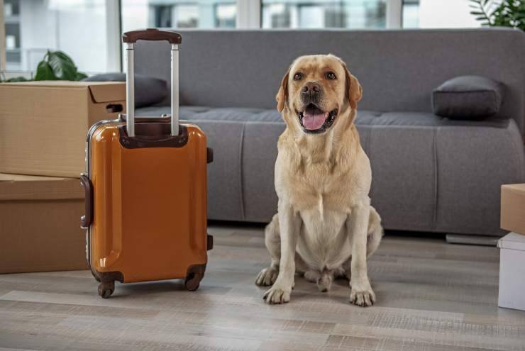 rientro dalle vacanze per il cane