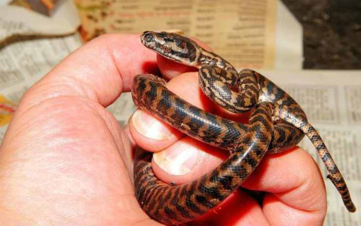 Un serpente tra le mani