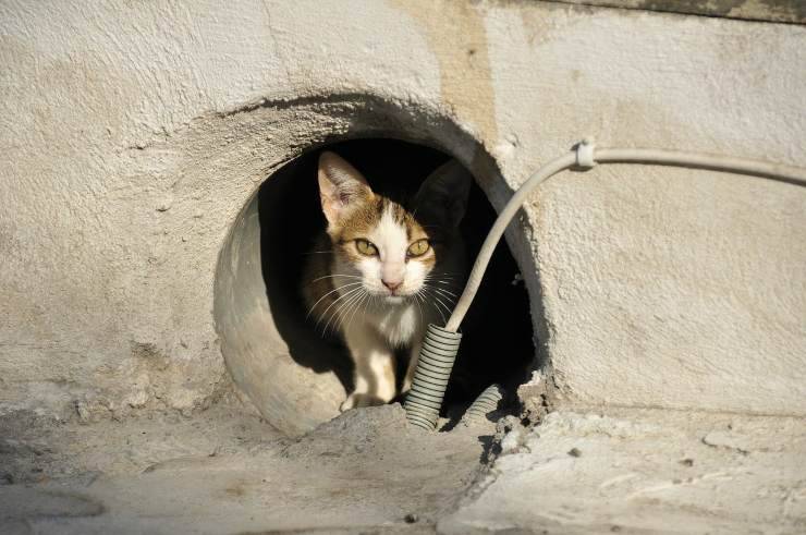 Micio in strada