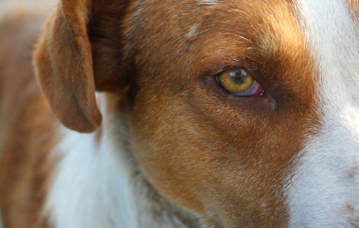 occhi del cane