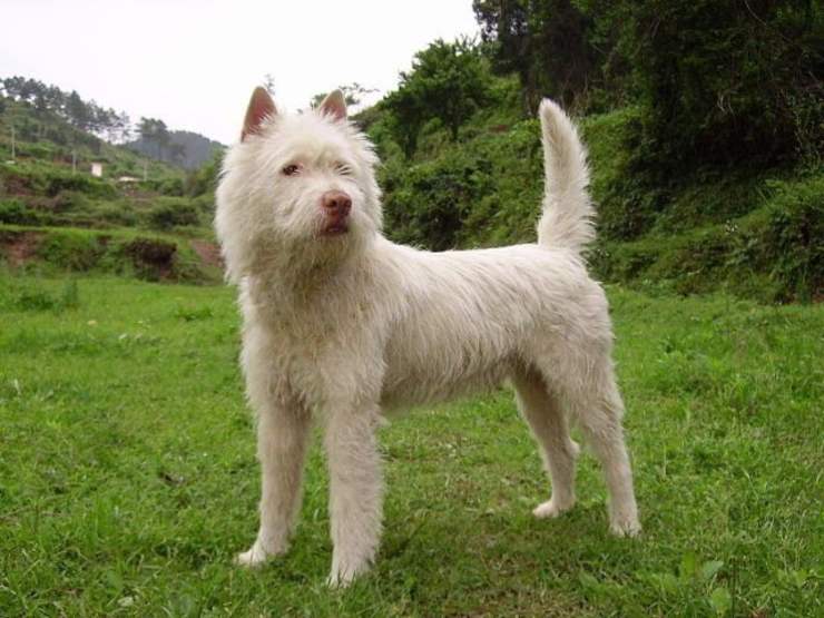 Il raro cane Xiasi Quan
