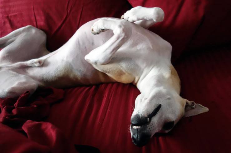 cane mostra stomaco