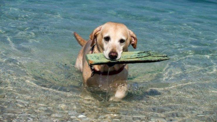 spiagge libere maccarese