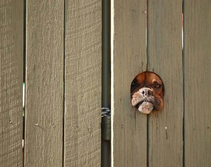 cane guardia porta
