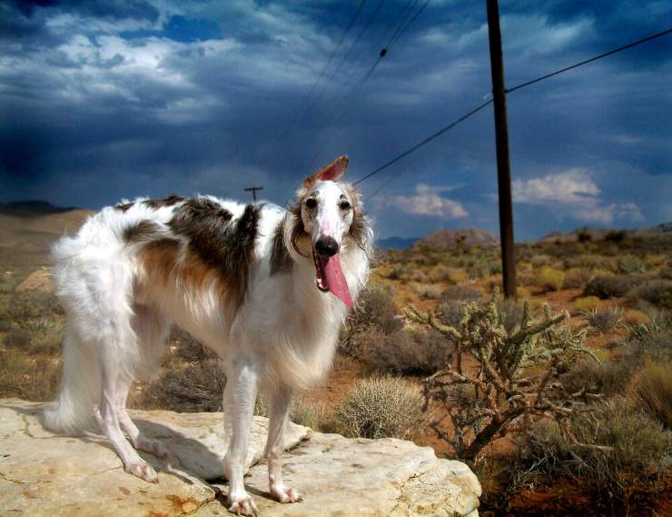 borzoi cane russo