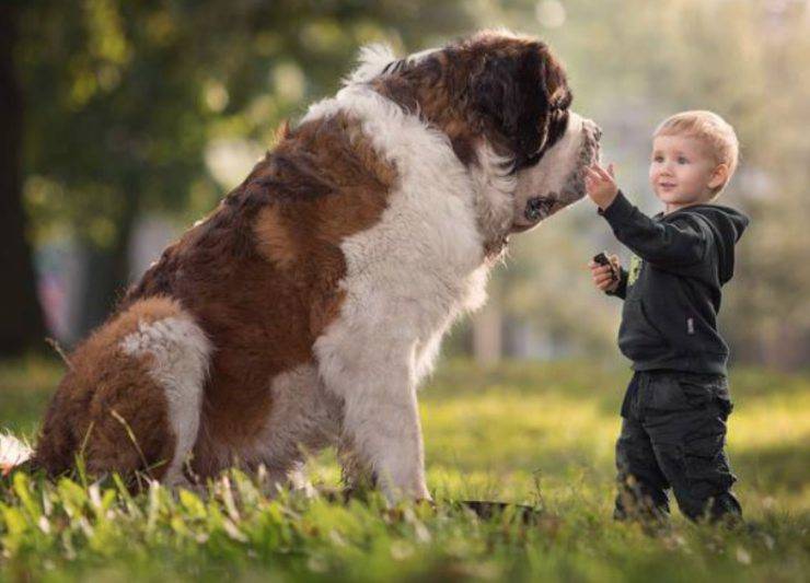 cane san bernardo e bambino