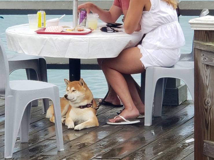 cane sotto tavolo