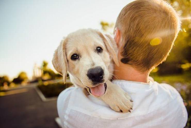 cane in braccio padrone