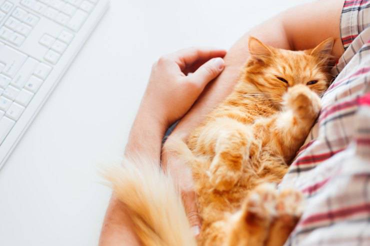 Il gatto si lecca quando lo accarezzo