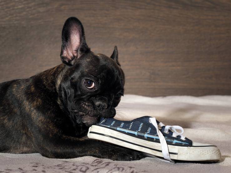 Il cane rosicchia gli oggetti