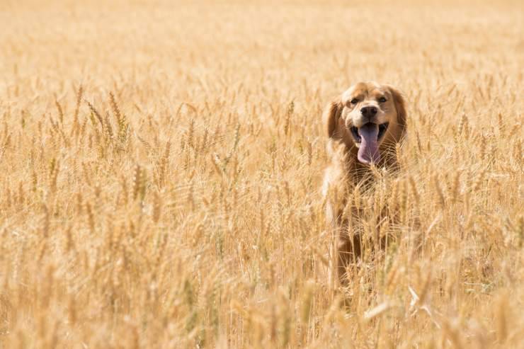 Il cane è celiaco