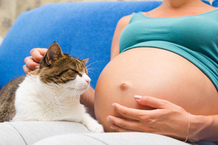gatto donna incinta