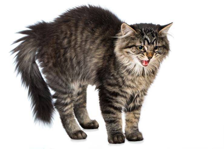 Gatto aggressivo