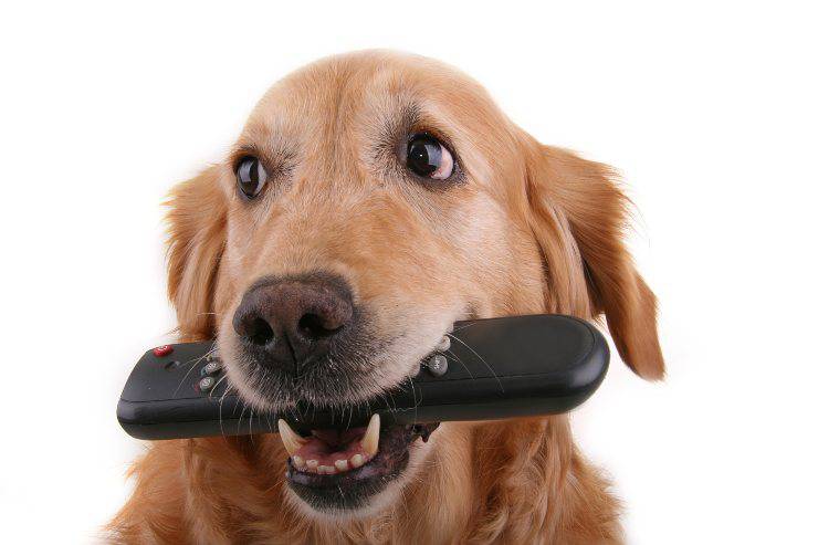 Fido morde telecomando