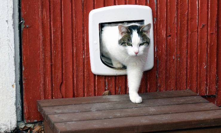 Gatto che passa attraverso una gattaiola