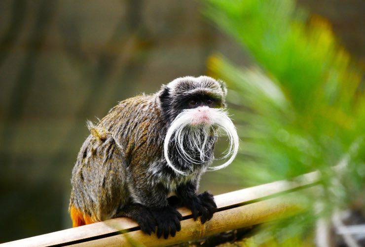 Un tamarino imperatore