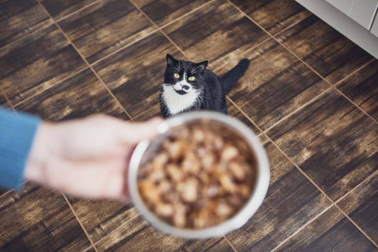 digiuno nel gatto
