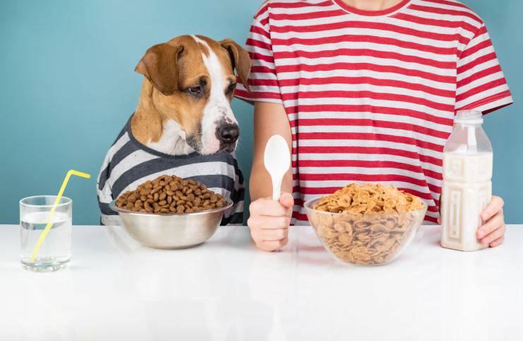 Il cane è celiaco