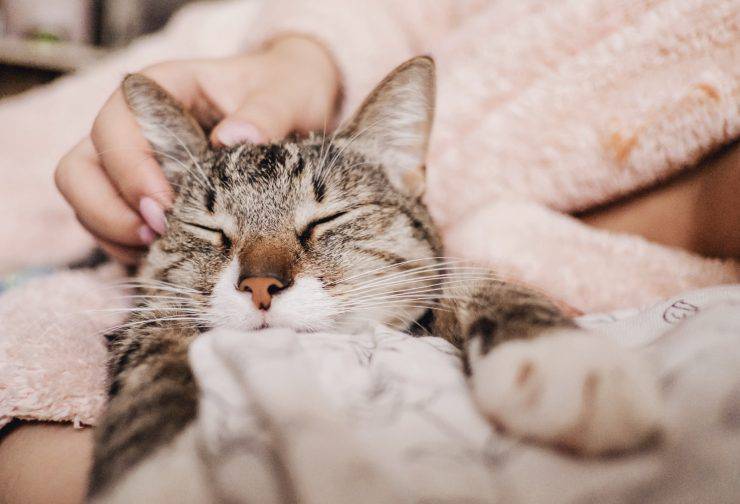 Il gatto si lecca quando lo accarezzo