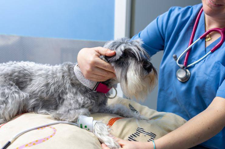 Cane in cura dal veterinario cane in cura dal veterinario