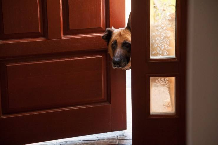 Cane triste