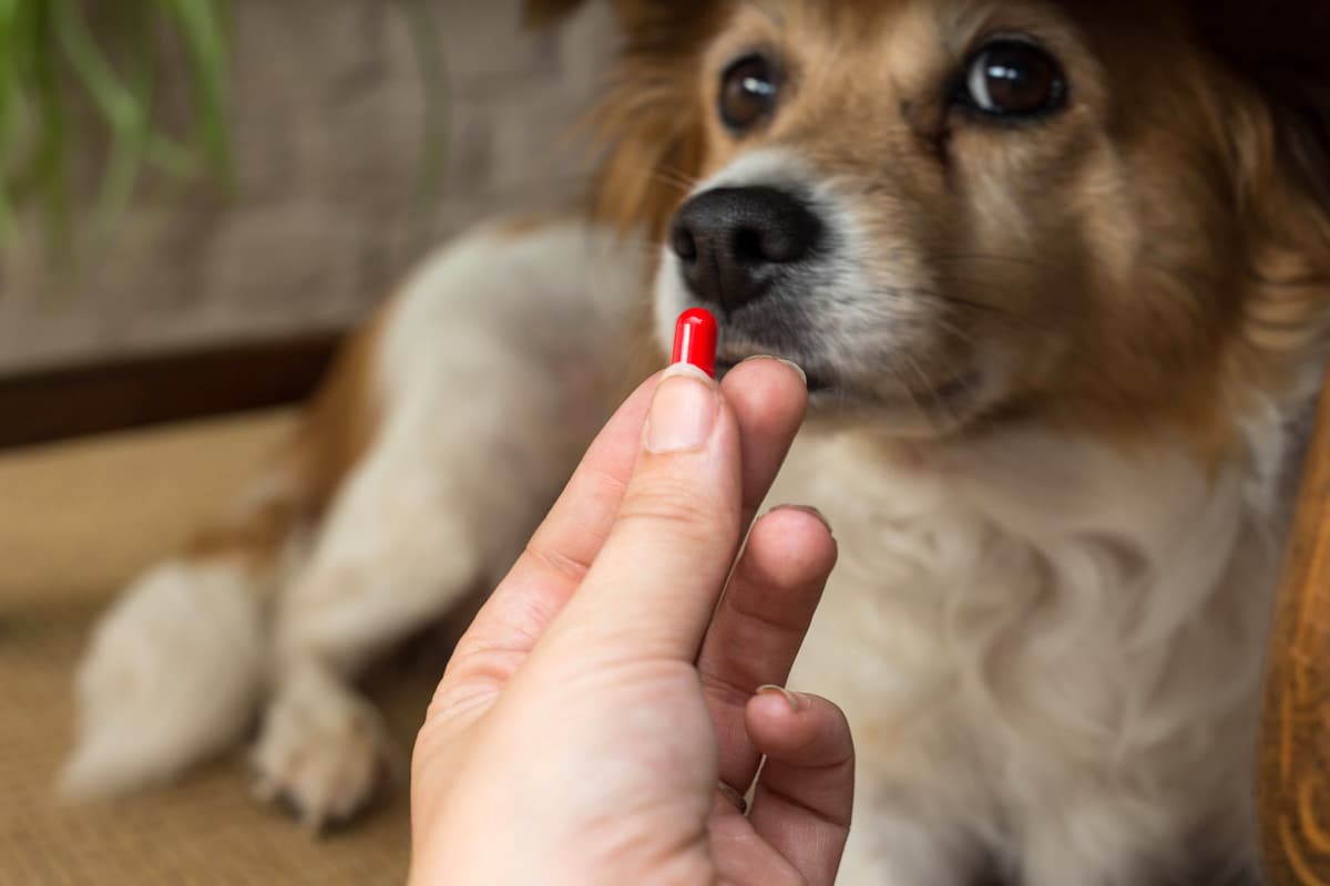 Sterilizzazione chimica nel cane (Foto Adobe Stock)