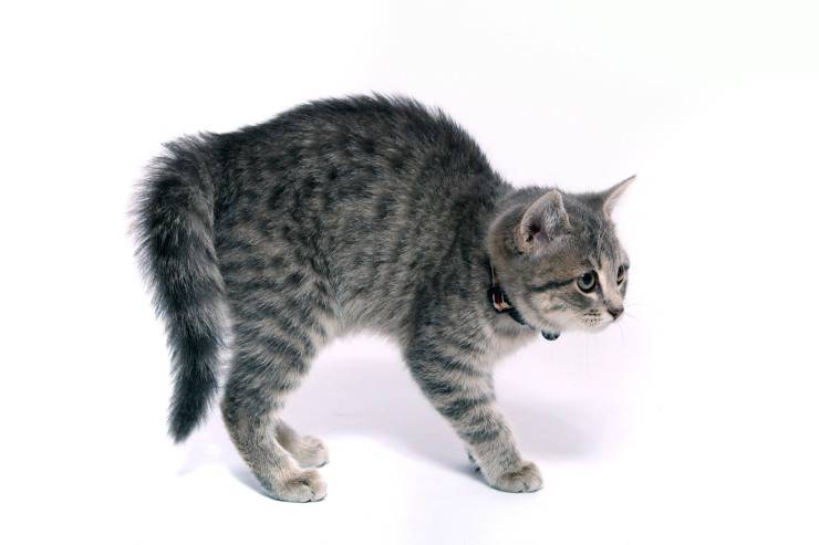 Il gatto fa la gobba e si piega