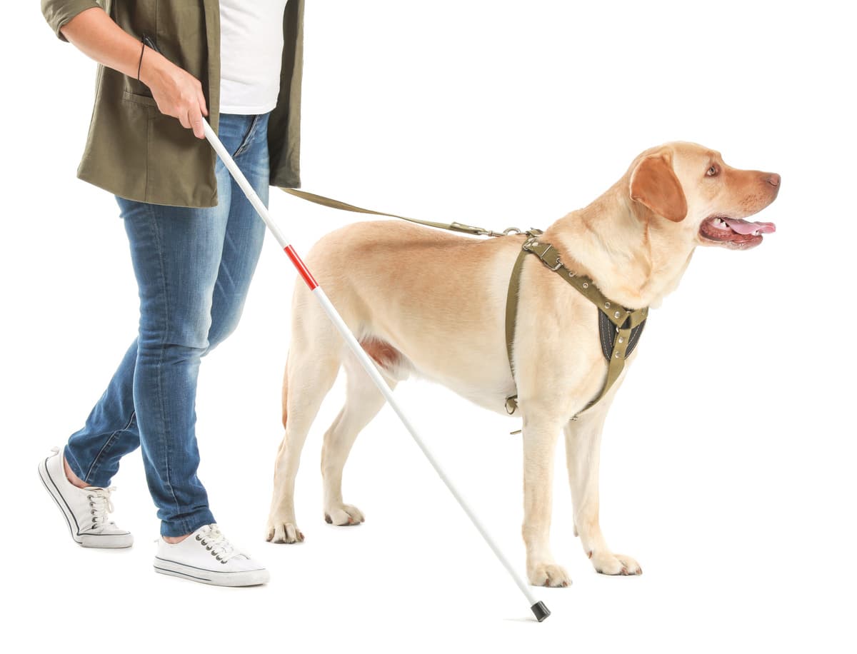 Cane guida per ciechi (Foto Adobe Stock)