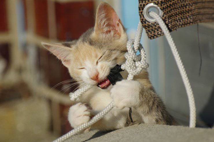 Educare un gattino che morde