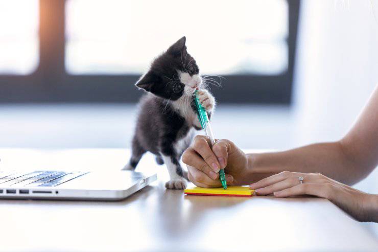 Educare un gattino che morde