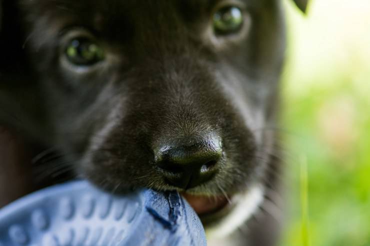 Il cane rosicchia gli oggetti