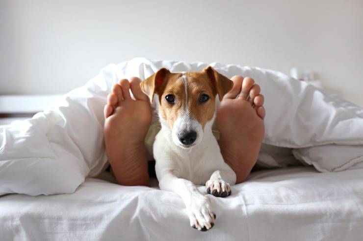 Il cane dorme sui nostri piedi