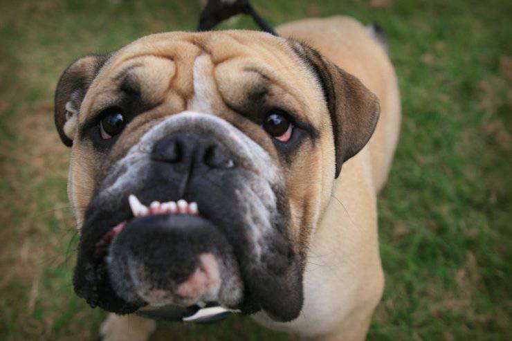 Il cane ringhia quando mangia