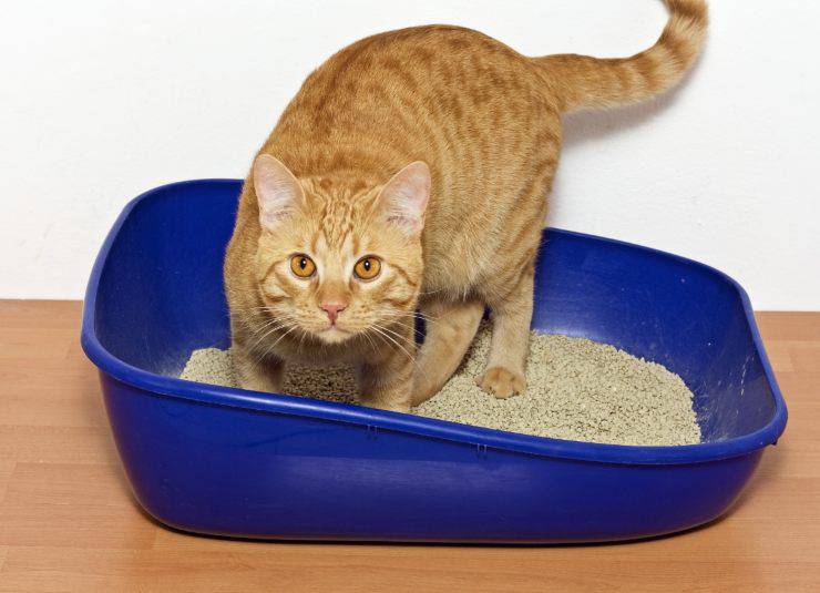 Il gatto gioca con la lettiera