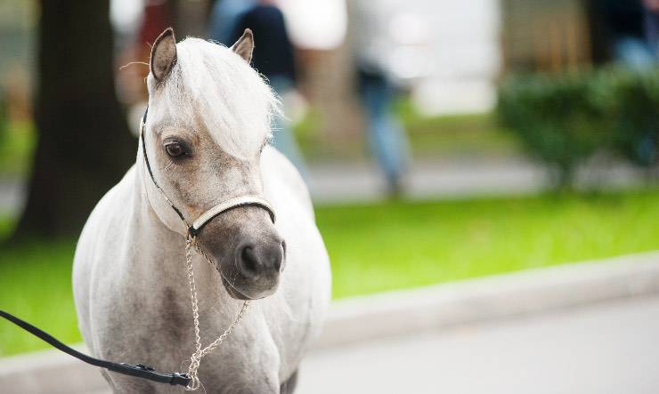 esemplare di miniature horse