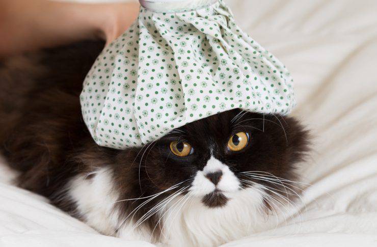 Misurare la febbre al gatto senza termometro