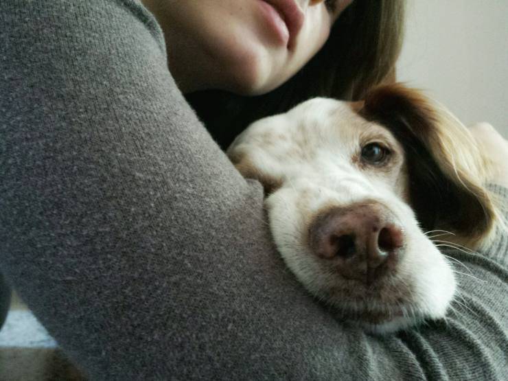 Educare un cane appena adottato