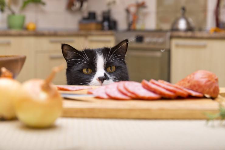 Il gatto salta sul tavolo