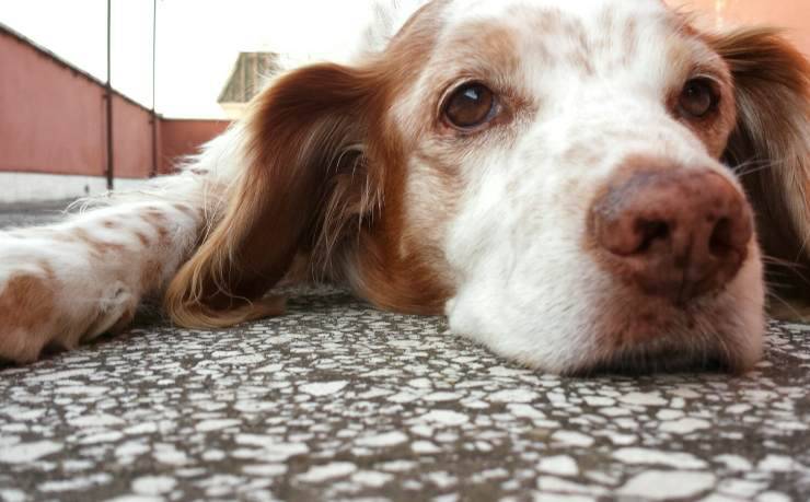Occhi del cane