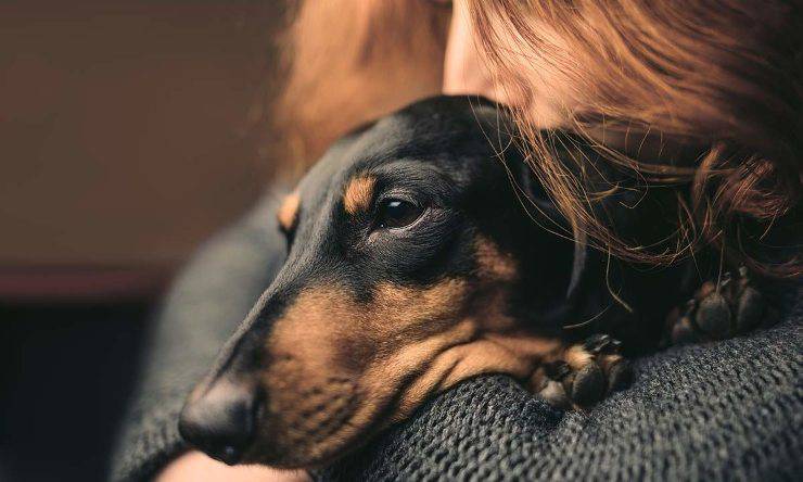 Cane capisce il nostro stato d'animo