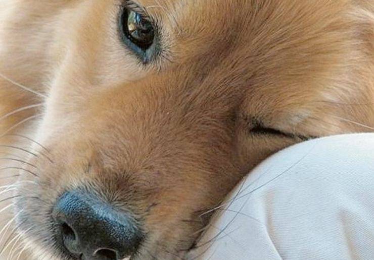 Cane può vivere tristezza