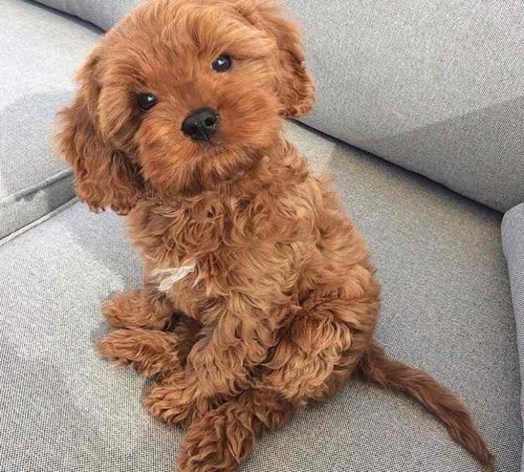 cavapoo cavadoodle razze cani teddy bear