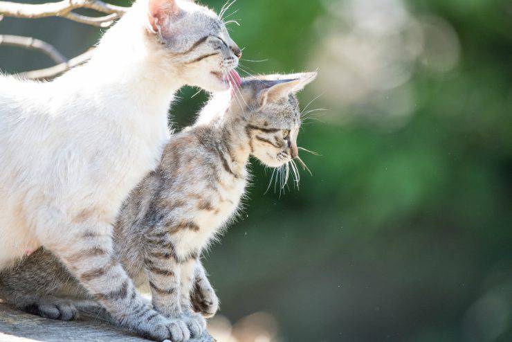 Gatto lecca gatto