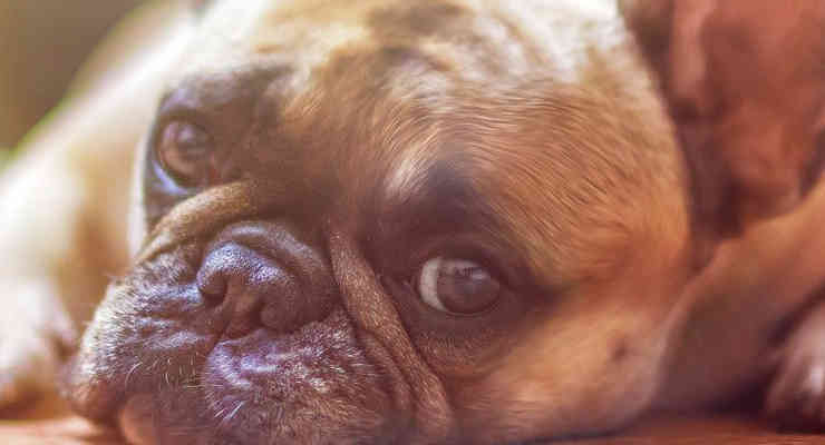 Cane (foto Pixabay)