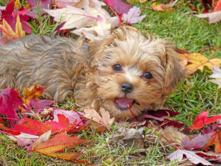Morkie