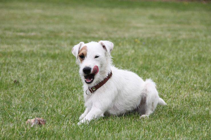 Parson russell terrier adulto