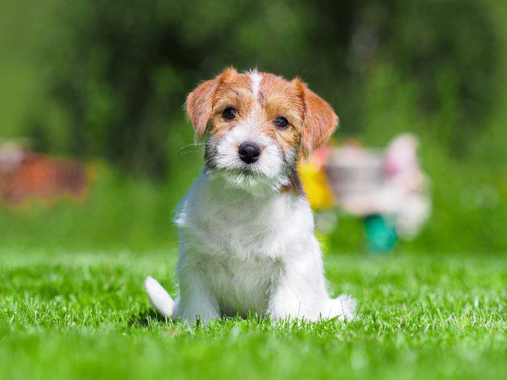 Parson russell terrier cucciolo